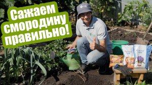 Посадка смородины осенью пошаговый мастер-класс