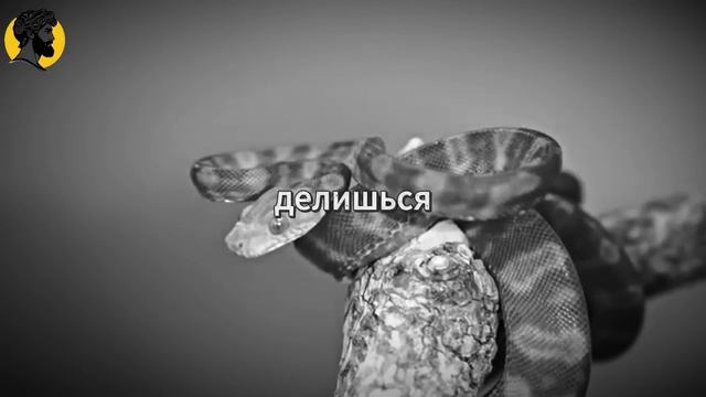 (20 УРОК) ЖЕНЩИНЫ НИКОГДА НЕ ЗАБЫВАЮТ ТОГО, КТО ЗАМОЛЧАЛ _ СТОИЦИЗМ смотреть онлайн