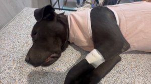 Стерилизация собак