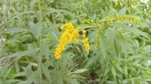 PowerDirector [08.2025]