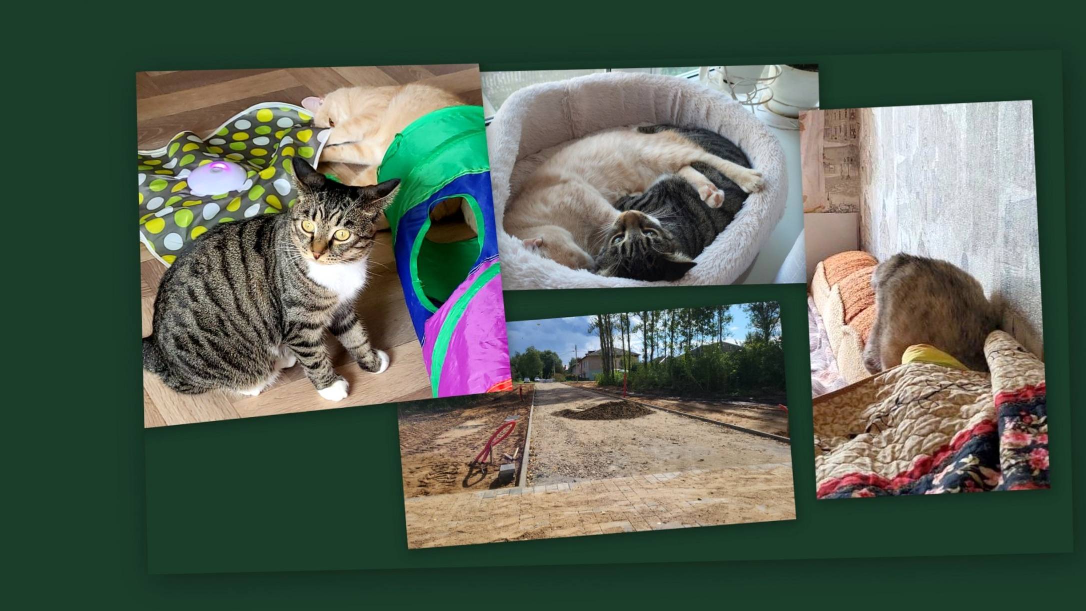 ВЛОГ: НАШИ ПУШИСТЫЕ БУДНИ, КОГДА НА УЛИЦЕ ДОЖДЬ))) смотреть онлайн