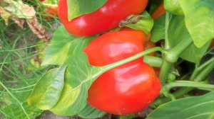 Результаты выращивания сладкого перца сорта Калифорнийское чудо