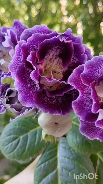 Вы на это только посмотрите девочки 🙏🙏😇😇😇😍😍😍сойти с ума можно #глоксиния смотреть онлайн