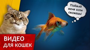 Видео для кошек - Золотая Рыбка Телескоп (Развлеки своего кота)