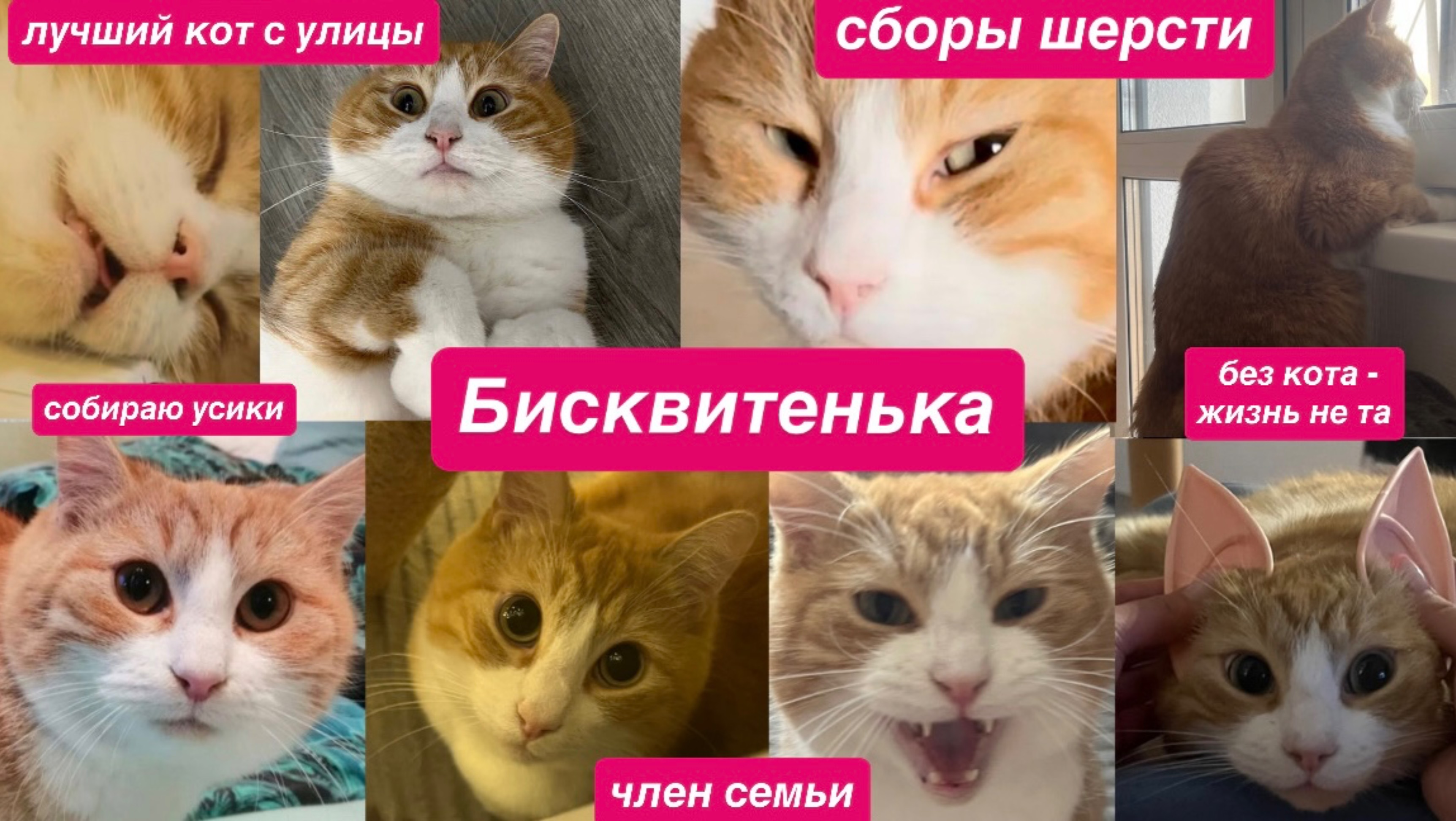 Кот с улицы. Собираю шерсть кота на игрушку. Бисквитенька. Кот - член семьи. Без кота - жизнь не та