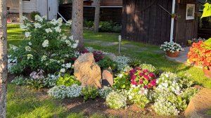 27 августа на даче. Что растёт в теплицах, Пышно цветут бальзамин и герани..