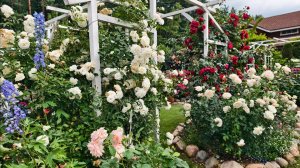 Розы в саду