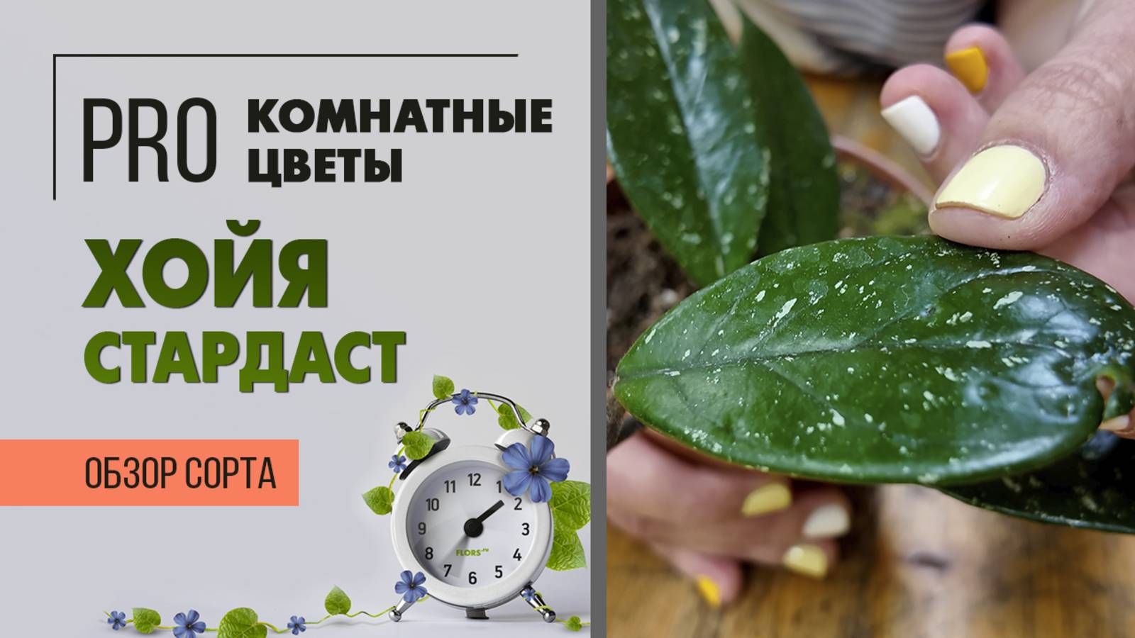 Хойя Стардаст. Обзор сорта. Восковой плющ, модное растение для домашней коллекции.