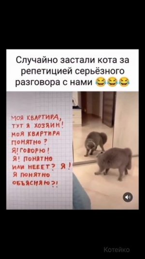 Кот готовится выселить хозяев из своей квартиры 🙀