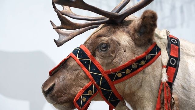 "Этнографические чтения. Земля эвенов. Национальное село Арка"