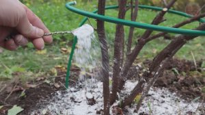 Опудрите кусты смородины этим осенью чтобы было много крупной ягоды в следующем году.