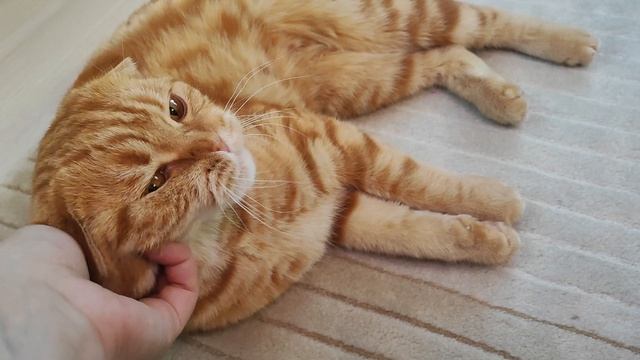 Ох, ворчунья-говорунья смотреть онлайн