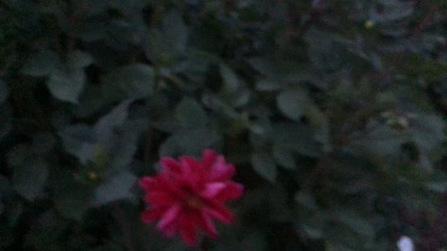 Цветочный рай смотреть онлайн