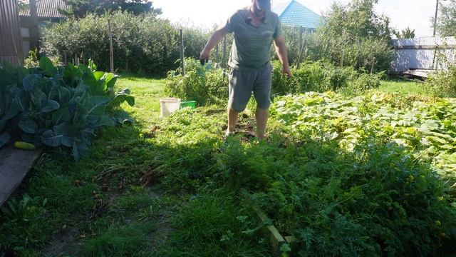 Убираю морковку с грядки Устал сил нет ПОДВАЛ ИЛЬИЧА какая морковка выросла у нас на даче РЕЗУЛЬТАТ смотреть онлайн