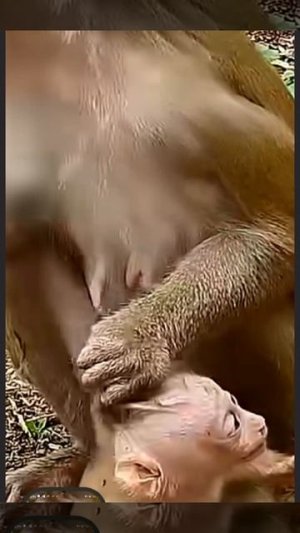 У baby monkey от материнской хватки первыми пострадали волосы, похоже...   1000031859.mp4