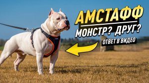 АМСТАФФ — ОПАСНЫЙ ЗВЕРЬ ИЛИ ЛУЧШИЙ ДРУГ? История и описание породы. Наша жизнь с Роном