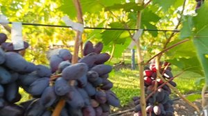 РЕМБО , БАЙКОНУР ,АРКАДИЯ , ЧЁРНЫЙ ХРУСТАЛЬ.