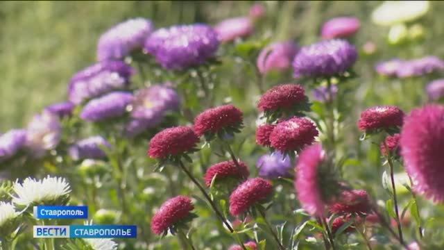 Как выбрать букет на 1 сентября смотреть онлайн