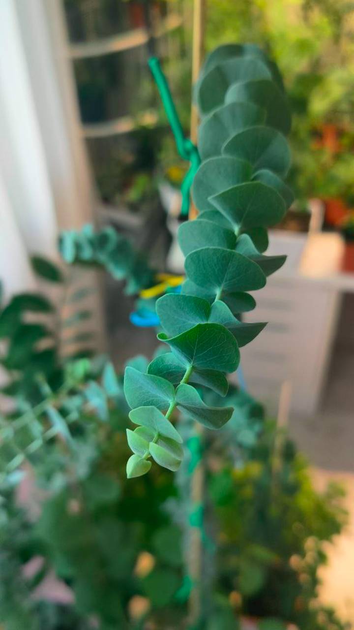 Макушки эвкалиптов очень красивые. #эвкалипт #plants смотреть онлайн