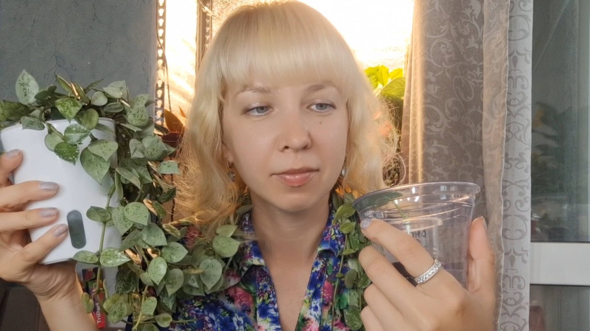 Черенкование хойи, пересадка алоказии и обзор растений смотреть онлайн