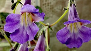 ИЗЛИШКИ растений за 27.08.25г ☘️🌸часть 2