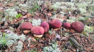 Сбор сосновых боровиков . Вечерняя прогулка по августовскому лесу