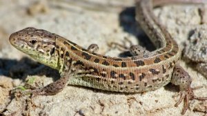 Ящерица 🦎 готовиться к спячке