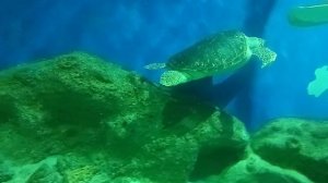 ВДНХ Москва.Москвариум.Огромный скат наблюдает за посетителями сверху, акулы кружиться вокруг, океан