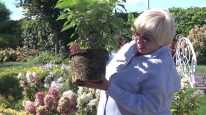 ОБЗОР СЕРИИ ПАН