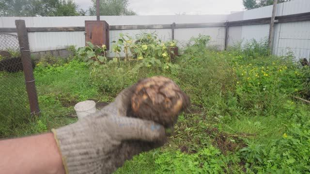 Сгнила крупная картошка в августе в Сибири из-за обильных дождей В сентябре многие расстроятся смотреть онлайн