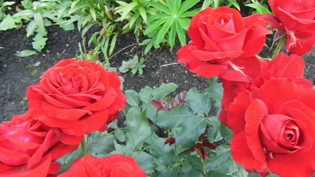 Самая активная роза флорибунда Любикер Ротшпон