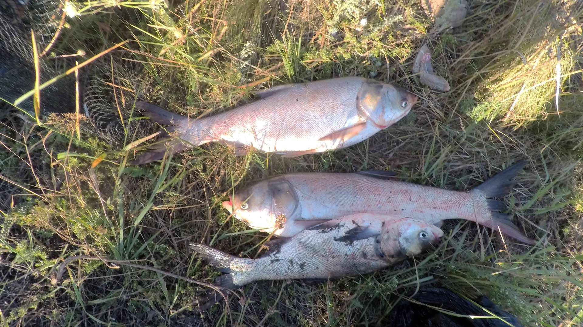 рыбалка на платнике Осиновский пруд.ловим толстолобика