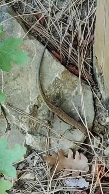 Ящерица смотреть онлайн