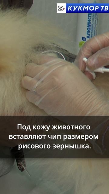 Ветеринар, которому можно доверять! смотреть онлайн