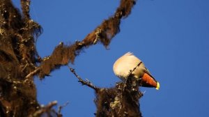 ВЕСНА . РЫБАЛКА .ЛЕС , ПТИЦЫ