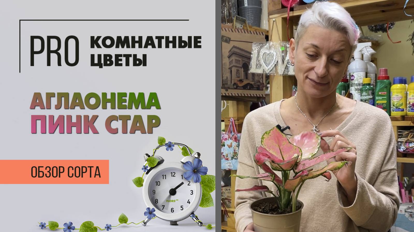 Аглаонема Пинк Стар. Обзор сорта. Неприхотливое комнатное растение для дома и офиса.