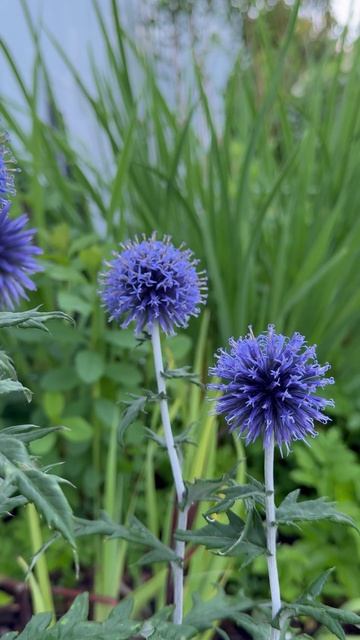 Август'25🌿 #shorts смотреть онлайн