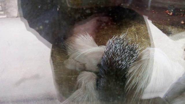 Зоопарк планета обезьян. Индийский дикобраз.