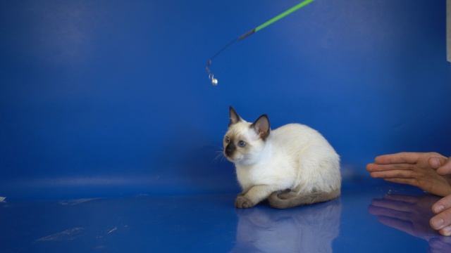 Тайская девочка Julie Gamlet, сил-пойнт, 2 месяца 25 дней смотреть онлайн