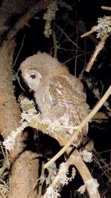 Серая неясыть. смотреть онлайн