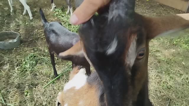 КОЗЛЫ Отпуск в деревне смотреть онлайн