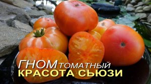 Томатный гном КРАСОТА СЬЮЗИ (Dwarf Suzs Beauty). Обзор сортов ТОМАТОВ!