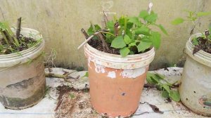 Выращивание женьшеня в домашних условиях