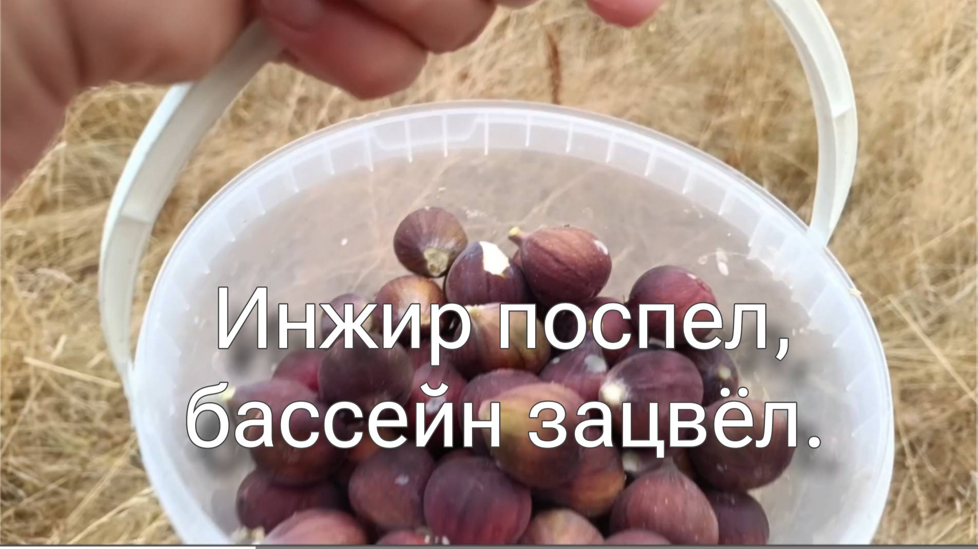 Августовское. Франция после засухи. смотреть онлайн