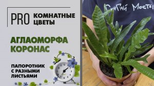 Аглаоморфа коронас. Папоротник с разными листьями. Интересное комнатное растение. Уход, полив.