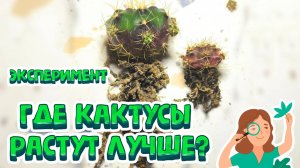 Секрет МОЩНЫХ корней у кактуса! В какой грунт сажать, чтобы он рос? Сравнение 4 субстратов.