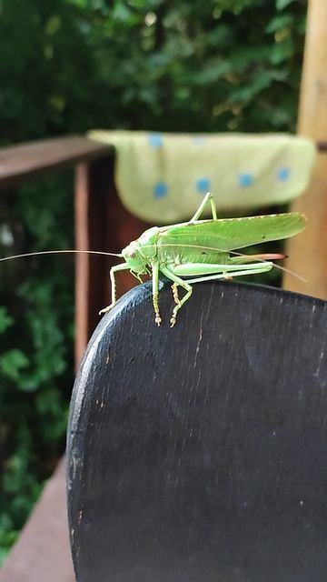 Огромные усы зелёного кузнечика