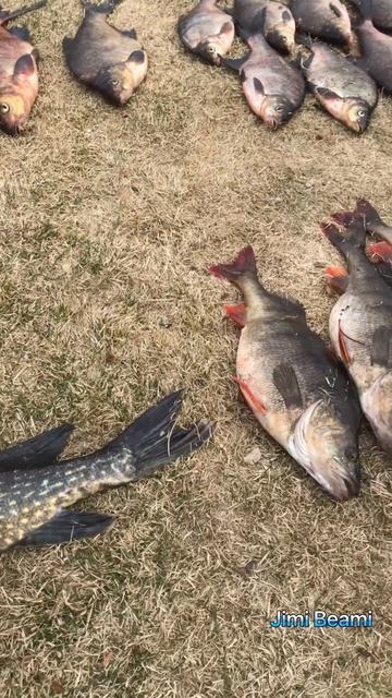 Трофеи дня 😎 “Рыбалка удалась на славу! 🎣