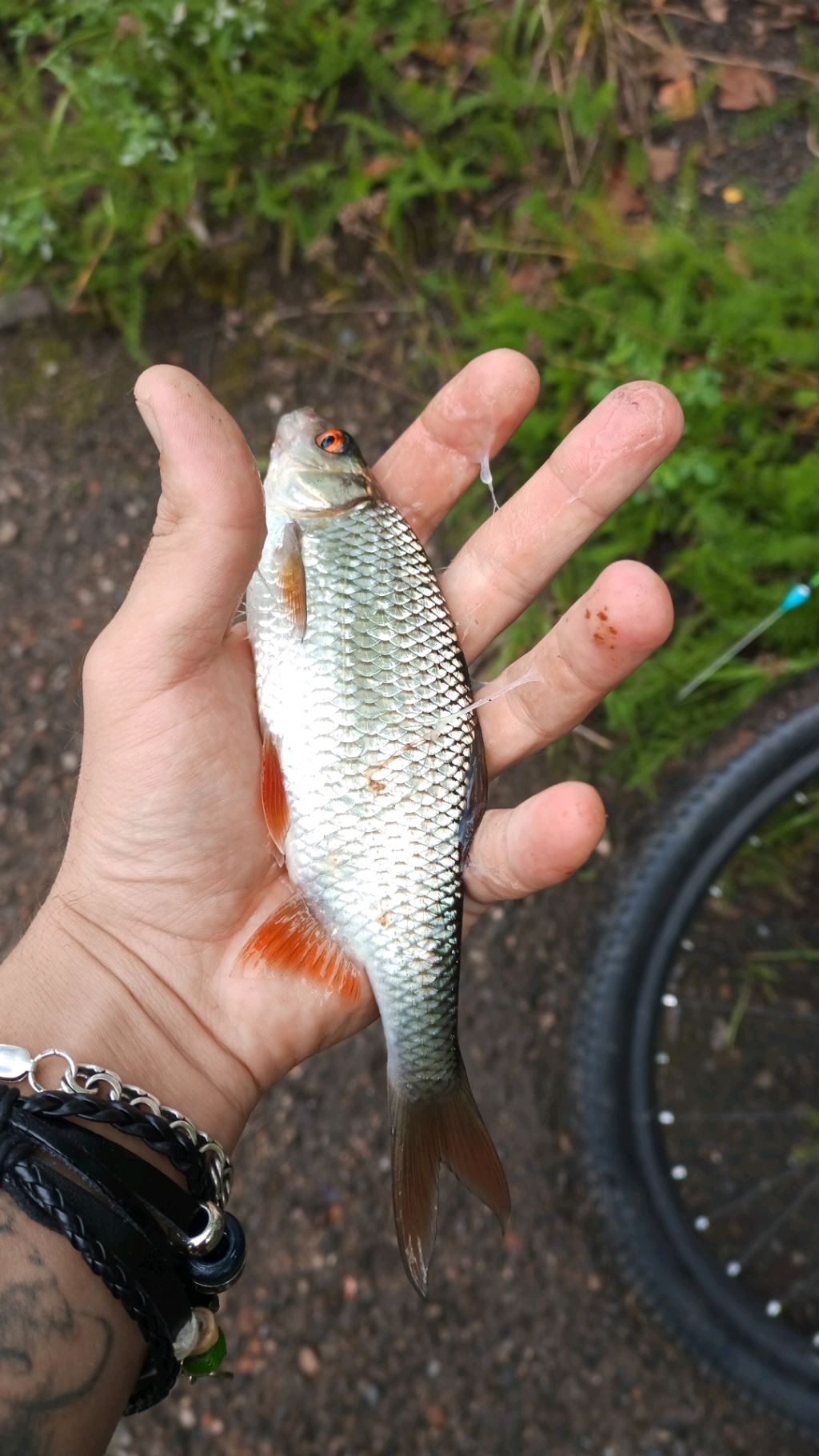 Рыбалка с берега на поплавок смотреть онлайн