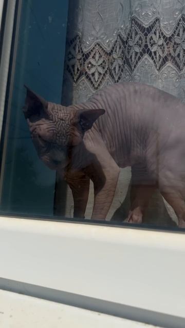 Котик Лео греется на подоконнике #сфинкслео #котики смотреть онлайн